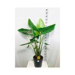 ALOCASIA zebrina H160 P32