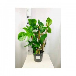 PHILODENDRON squamiferum...