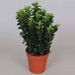 EUONYMUS japonicus 'Green...