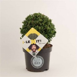 ILEX crenata 'Dark Green'...