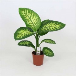 DIEFFENBACHIA seguine...