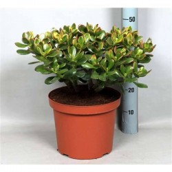CRASSULA ovata 'Sunset' H65...