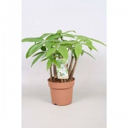 PACHIRA aquatica MLT-P H65 P17