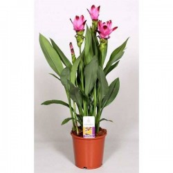 CURCUMA alismatifolia 'Siam...