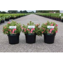 POTENTILLA fruticosa...