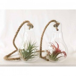 TILLANDSIA SUSPØ15-AMPOUL