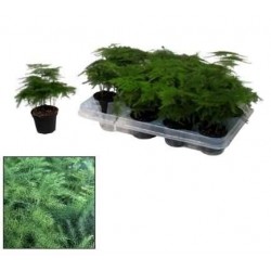 ASPARAGUS plumosus P7