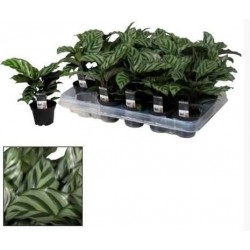 CALATHEA 'Freddie' P7