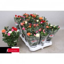 MINI-ROSIER multicolore P10.5