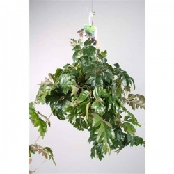CISSUS alata 'Ellen Danica'...