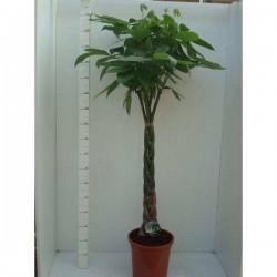 PACHIRA aquatica TG-TRESS...