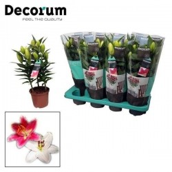 LYS oriental Assorti 3P P13