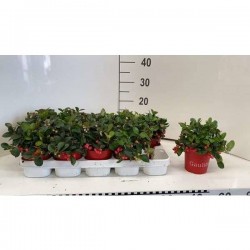 GAULTHERIA procumbens 'Big...