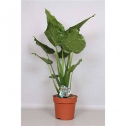 ALOCASIA cucullata H100 P24