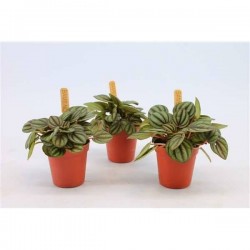 PEPEROMIA albovittata...