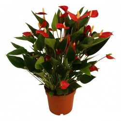 ANTHURIUM andreanum...