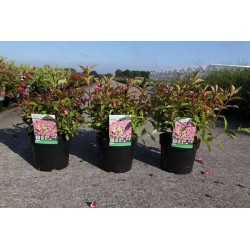 WEIGELA florida 'Princess...