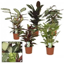 CALATHEA assorti H65 P17