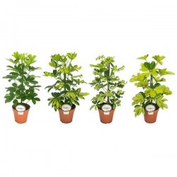 SCHEFFLERA assorti P13