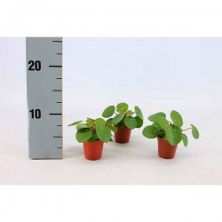 PILEA peperomioides P5.5