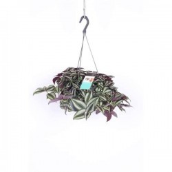 TRADESCANTIA zebrina...