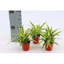CHLOROPHYTUM comosum...