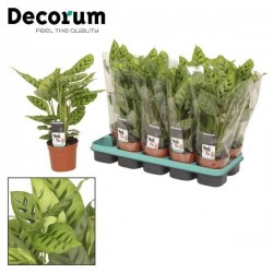 CALATHEA leopardina P12