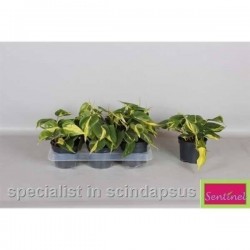 PHILODENDRON scandens...