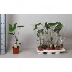 ALOCASIA zebrina P14
