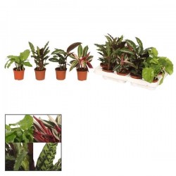CALATHEA assorti P7