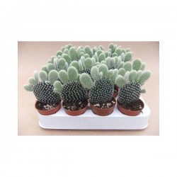 OPUNTIA microdasys...