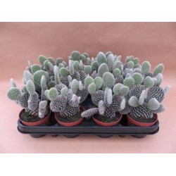 OPUNTIA microdasys...