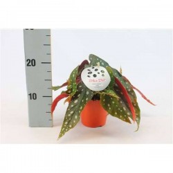 BEGONIA 'Polka Dot Pink' P12