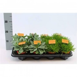 SENECIO assorti P10.5