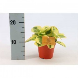 PEPEROMIA obtusifolia...