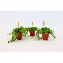 PILEA depressa P5.5