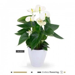 ANTHURIUM andreanum P13-CERAM