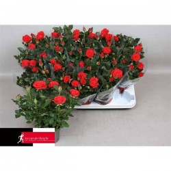 MINI-ROSIER grande Fleur P10.5