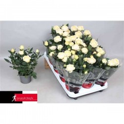 MINI-ROSIER grande Fleur P10.5