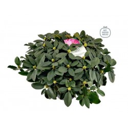 RHODODENDRON hybride...