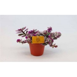 TRADESCANTIA albiflora...