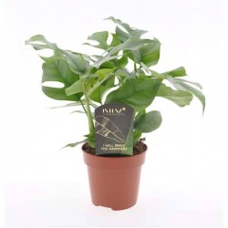 RHAPHIDOPHORA tetrasperma P12