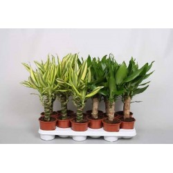DRACAENA assorti P11