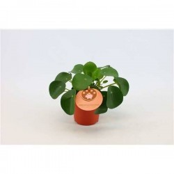 PILEA peperomioides P10.5