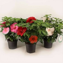HIBISCUS moscheutos Xxl H60...