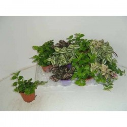 TRADESCANTIA assorti P7.5