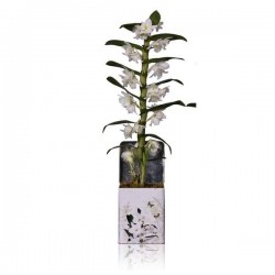 DENDROBIUM nobile 'Apollon'...