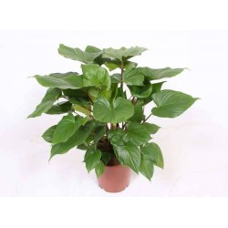 HOMALOMENA 'Maggy' H70 P24