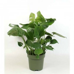 MONSTERA deliciosa H105 P27
