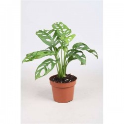 MONSTERA adansonii 'Monkey...